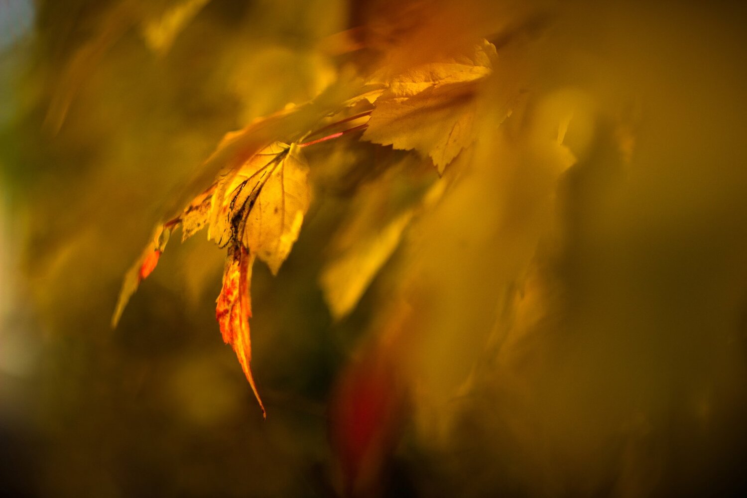 enchanting autumn