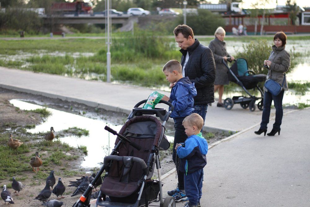 кормление голубей