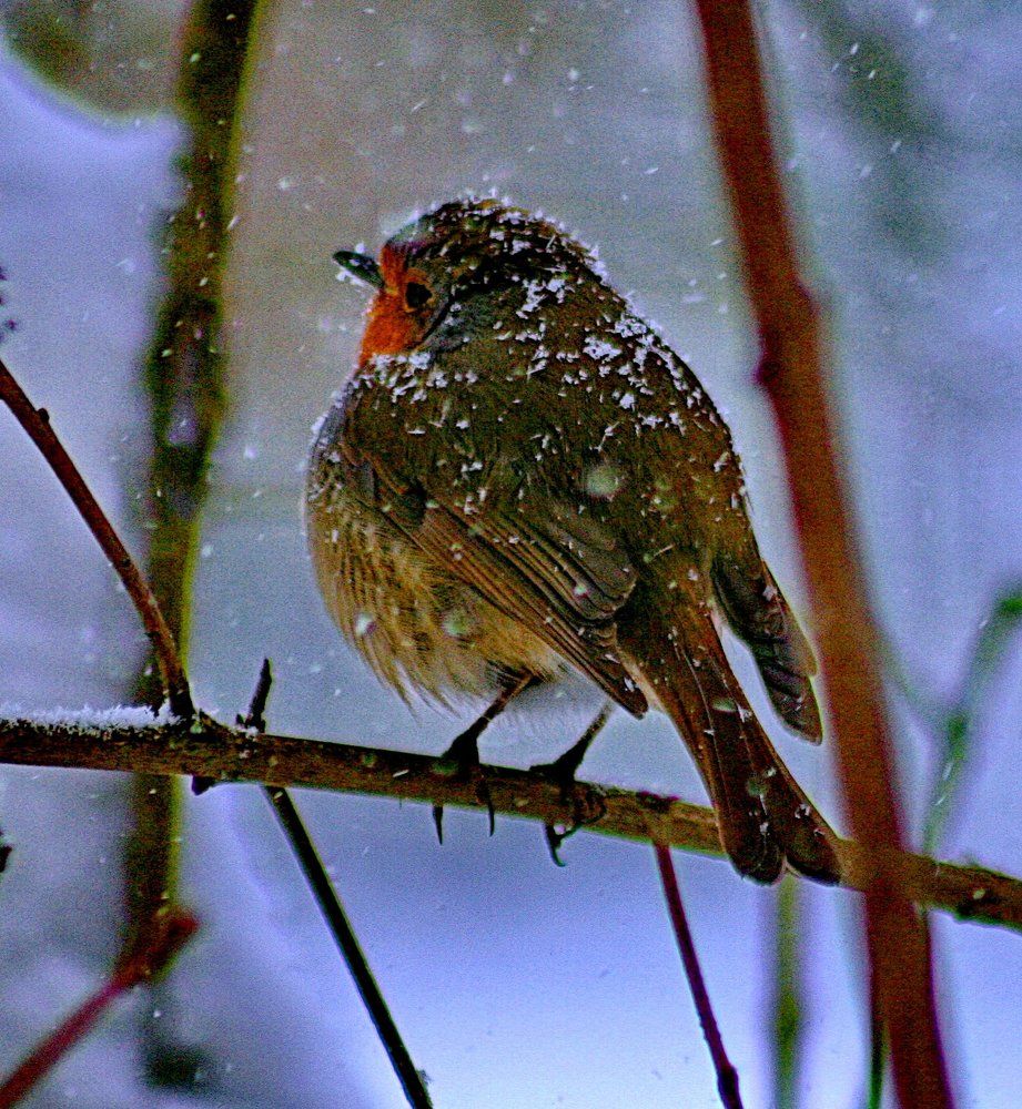 Ранняя пташка.