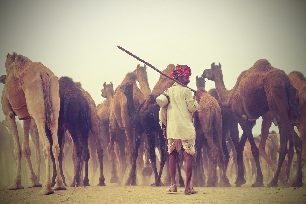 Camel herder