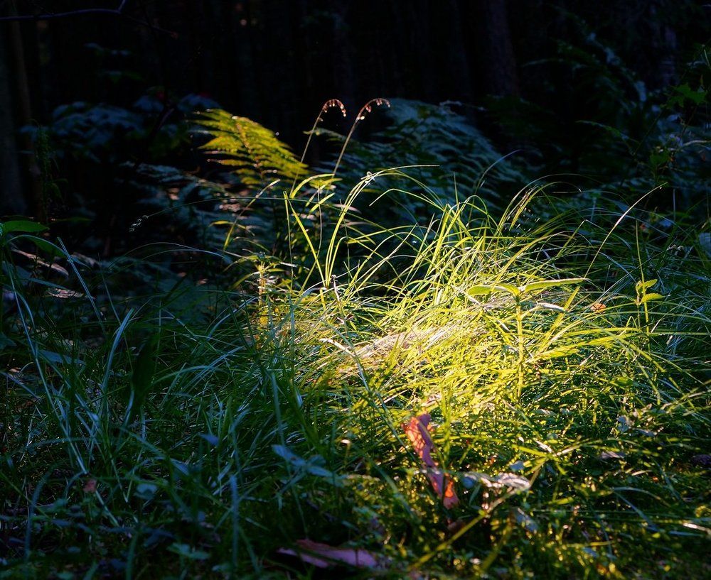 На Ивана Купала