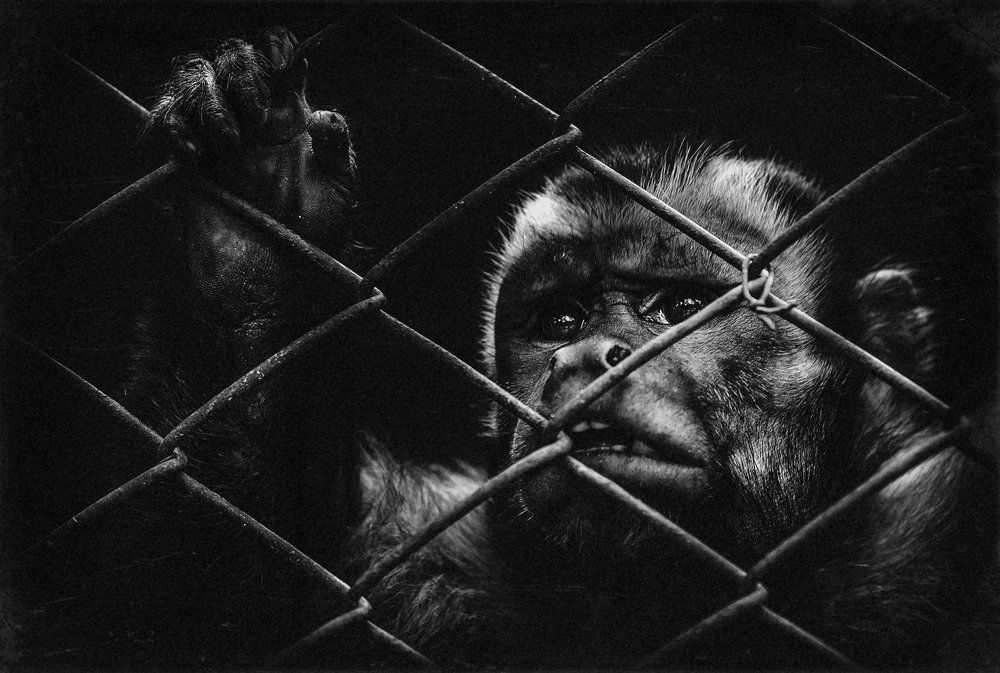 Свободу узникам ZOO...