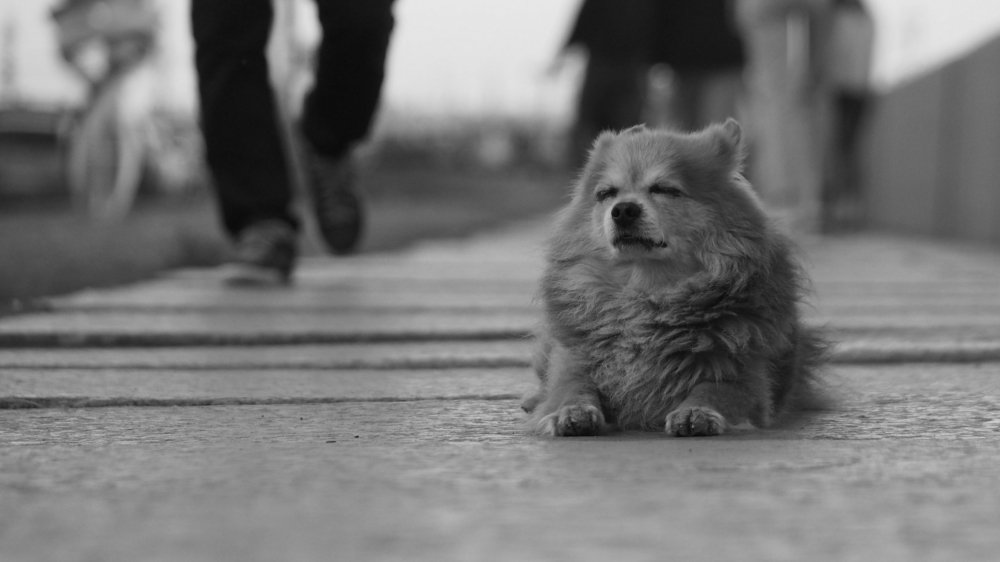Фотография автора Даша Орлянская