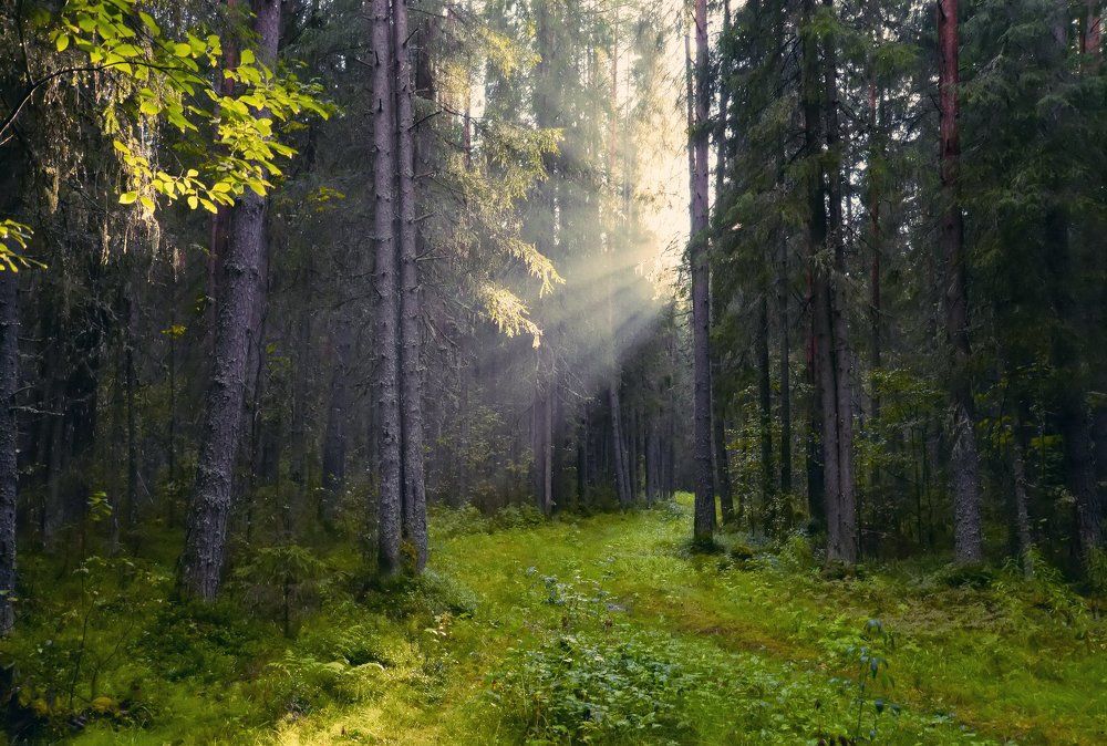 Август в лесу