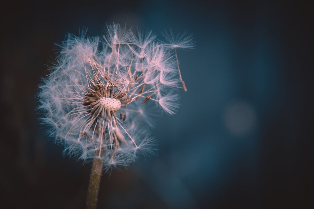 Миг красоты