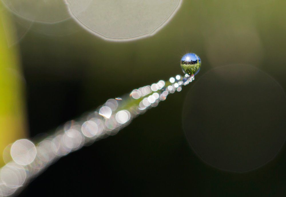 Роса. Утро.Дача.