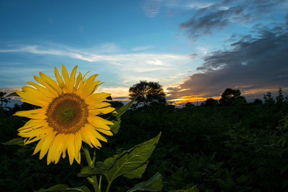 Sunset over a sunflower field