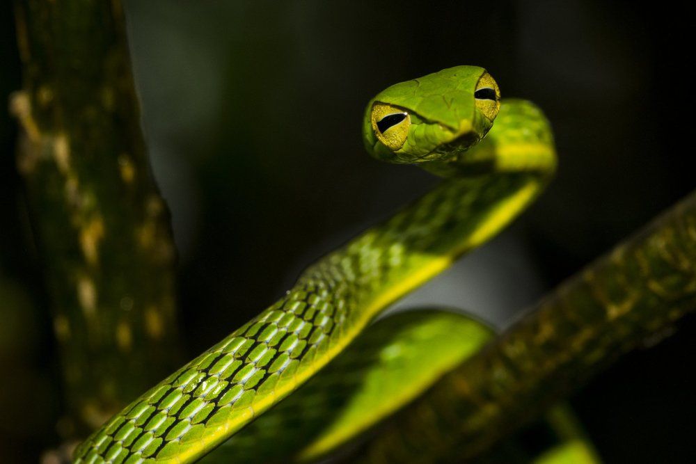 Green Vine Snake