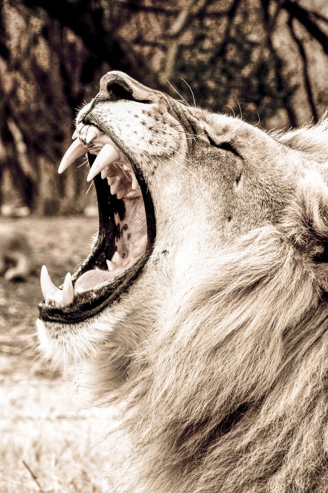 Hear me Roar
