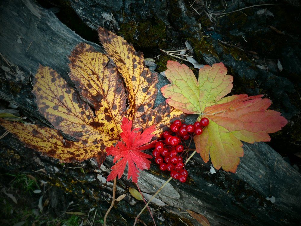 Осенний букет