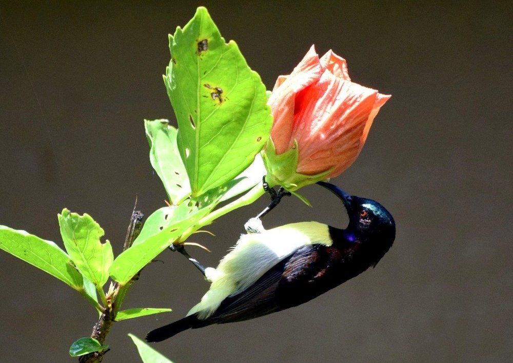 Purple Sunbird