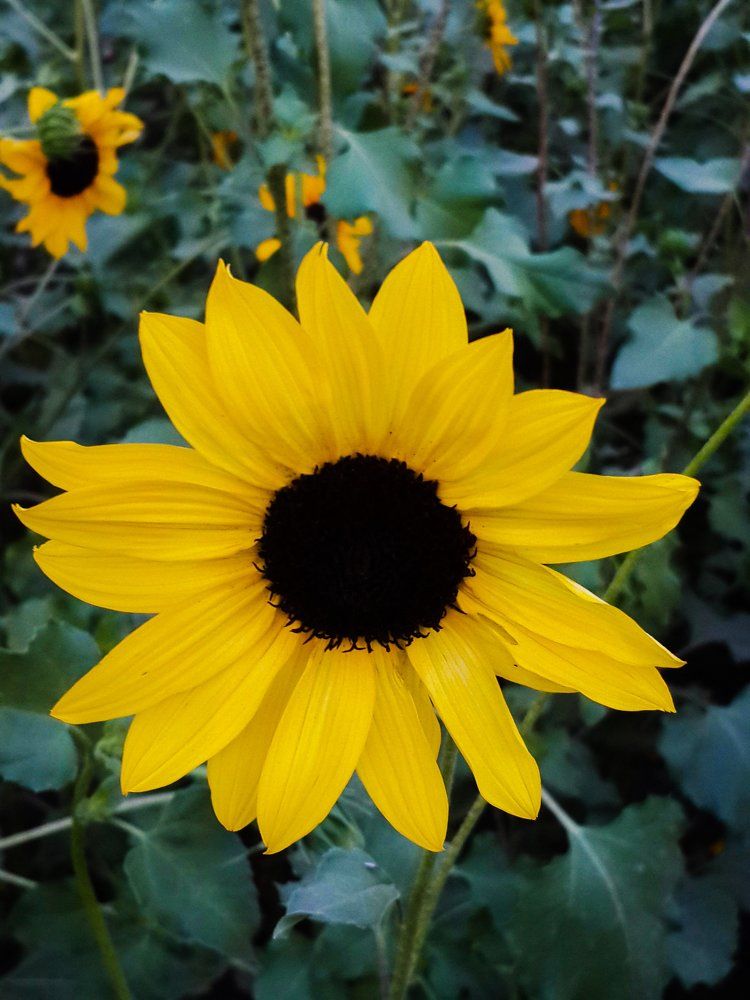 The Sunflower