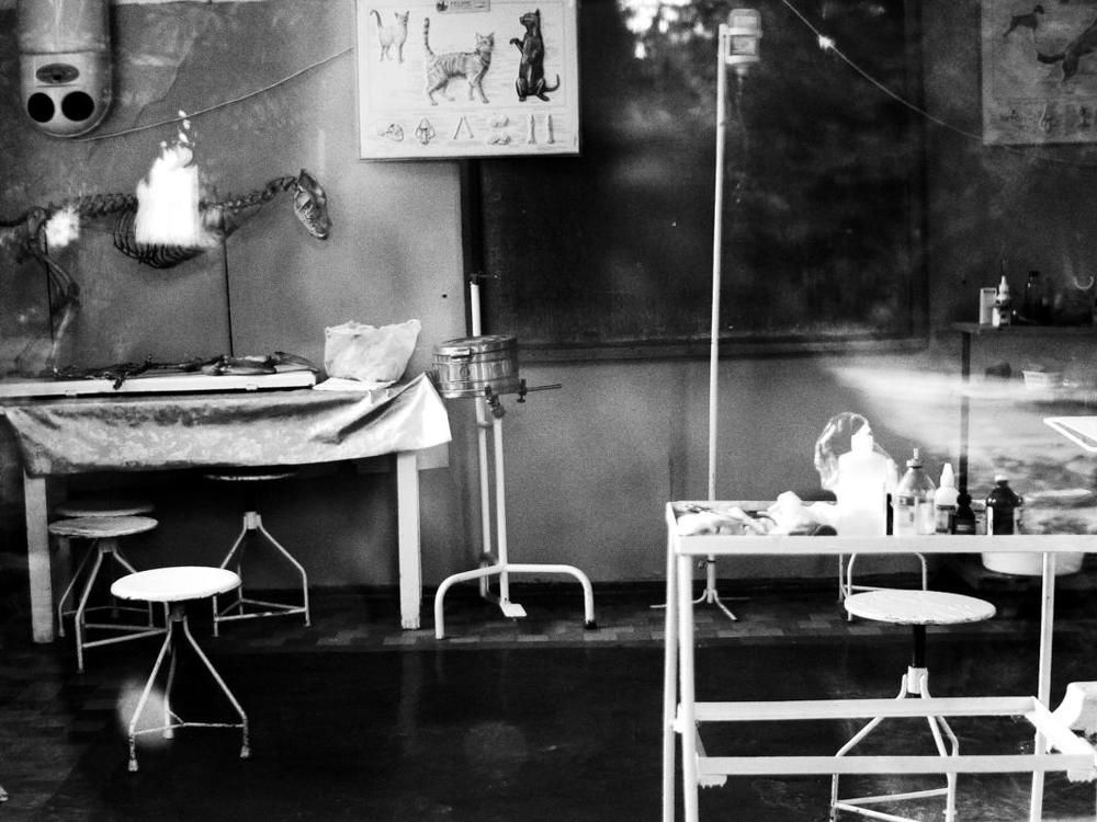 домашние животные Кинга