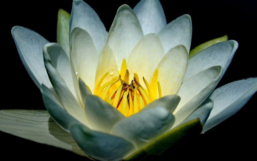 Сама нежность.