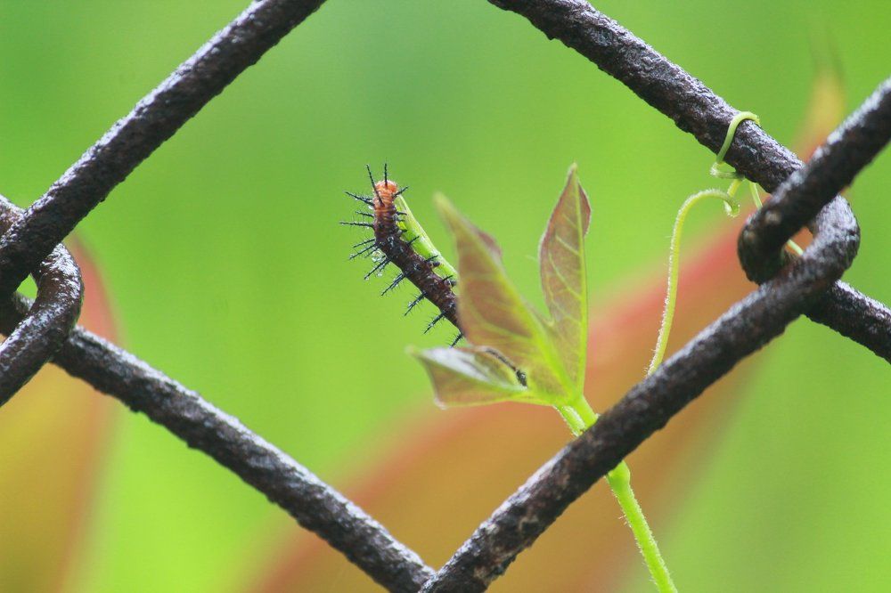 Caterpillar With tiny Drops