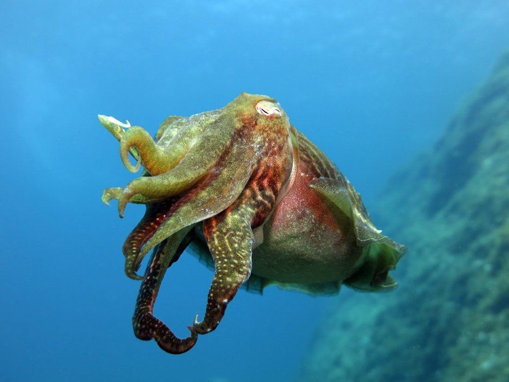 Каракатица.