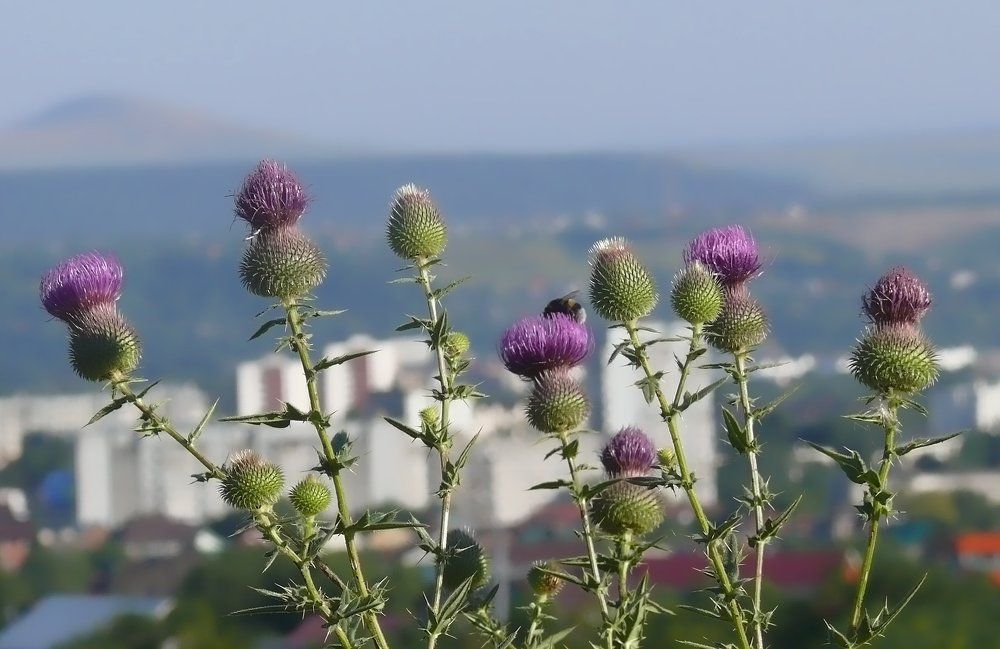 Колючая прелесть и пчелка впридачу