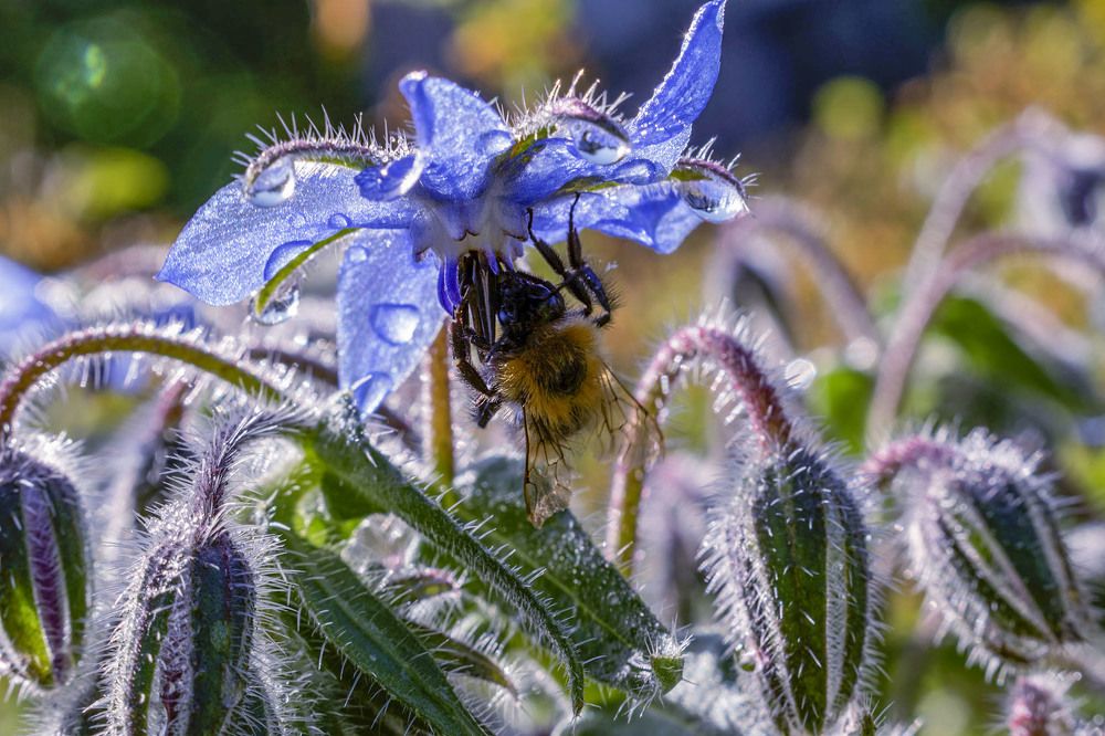 Шмель в работе