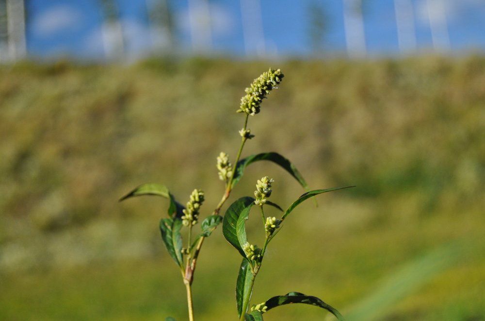 росток ростет