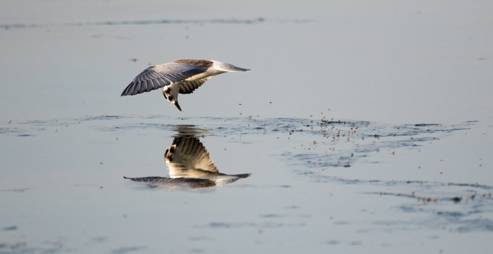 Looking for breakfast