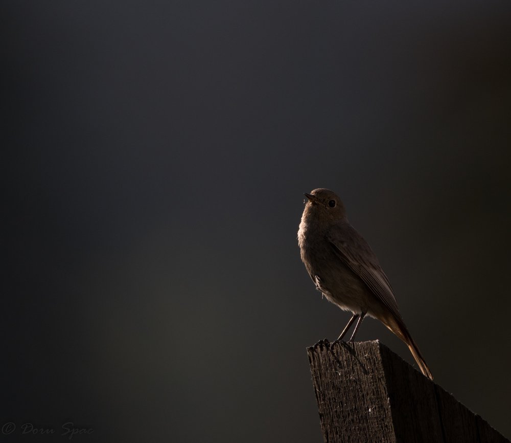 The first ray of light