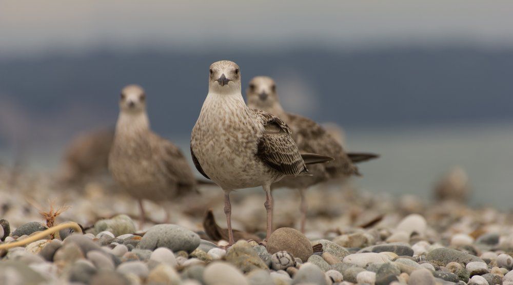 Дневной дозор