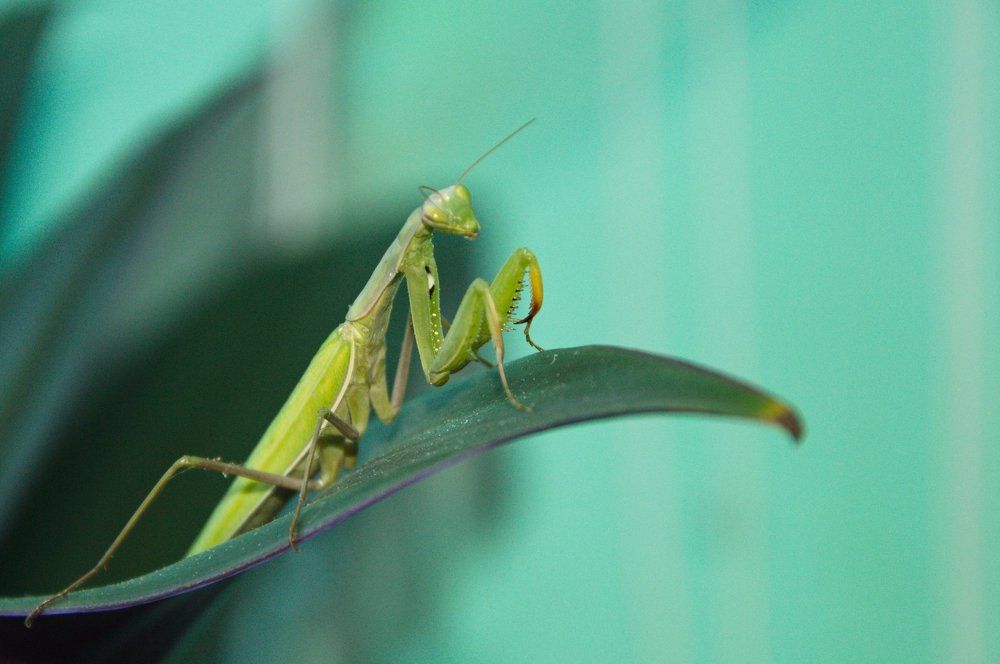 Mantis religiosa