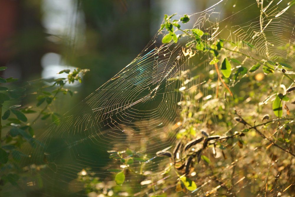 Охота за паутинками