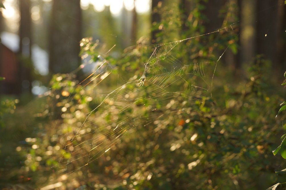 Вечерняя паутинка