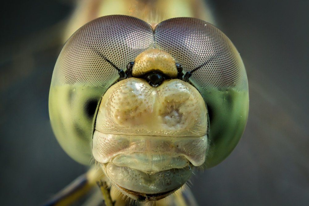 Структура глаз...