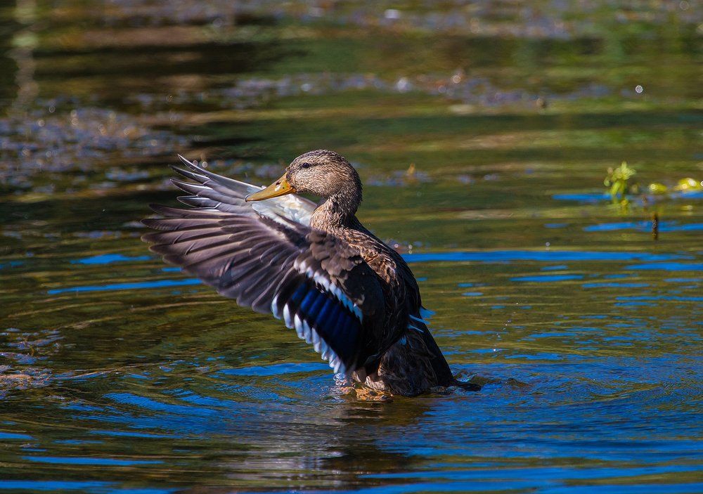 гимнастика