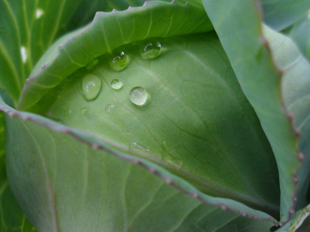 Precious droplets of water
