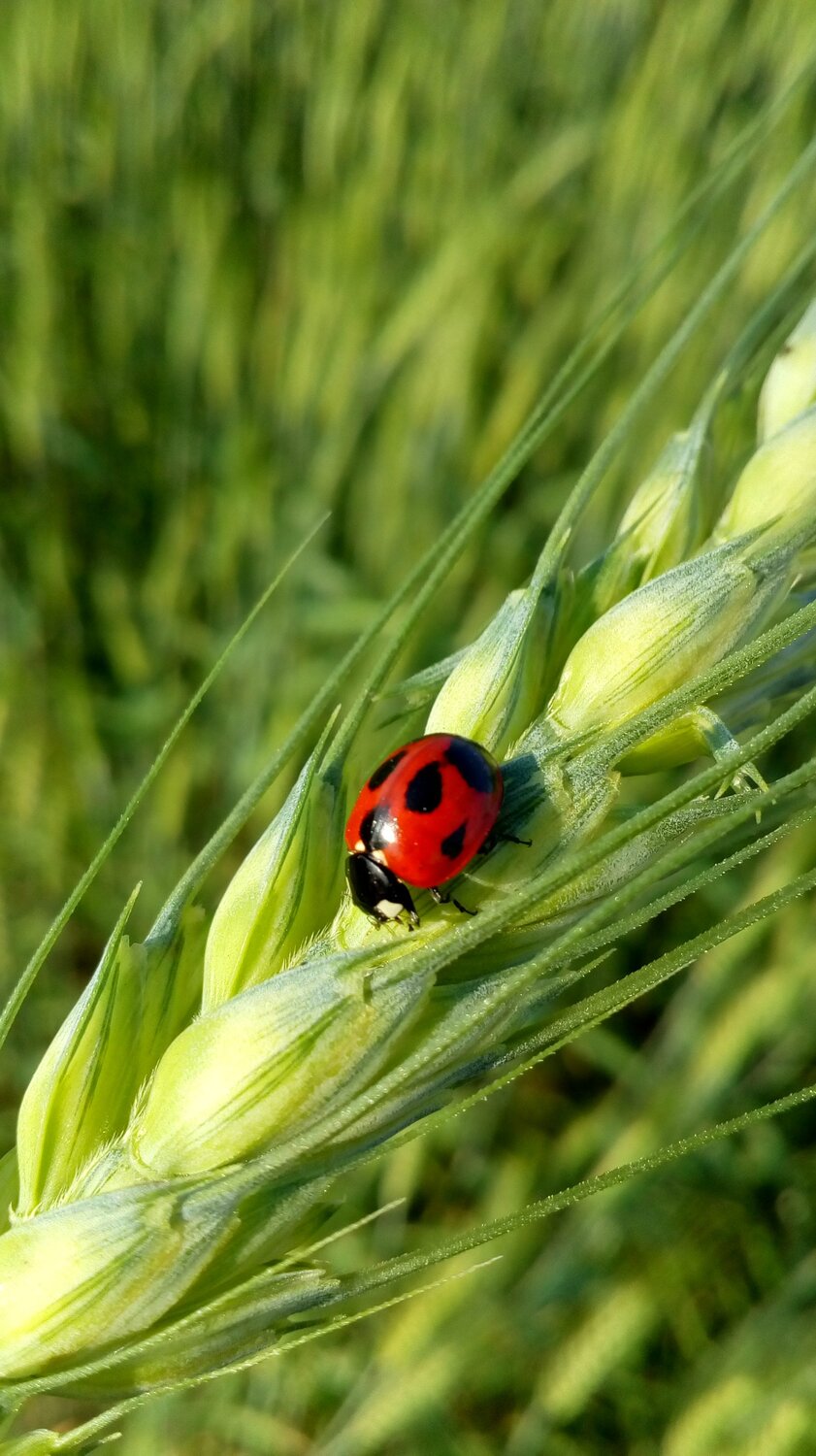 Lady bug