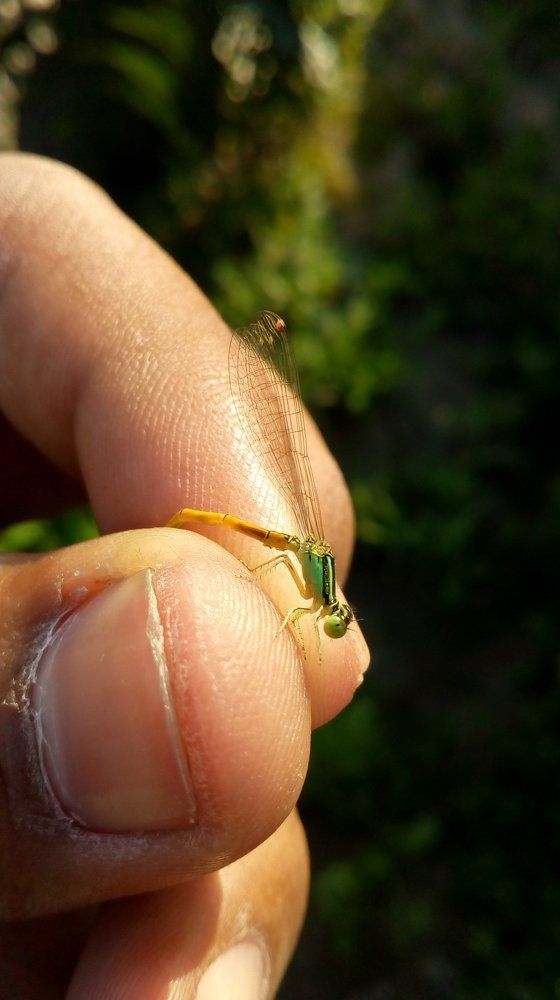 Insect