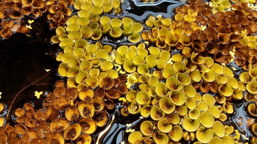 Капли воды