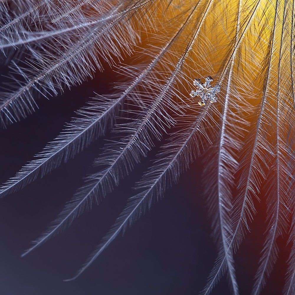 Лёд и пламя