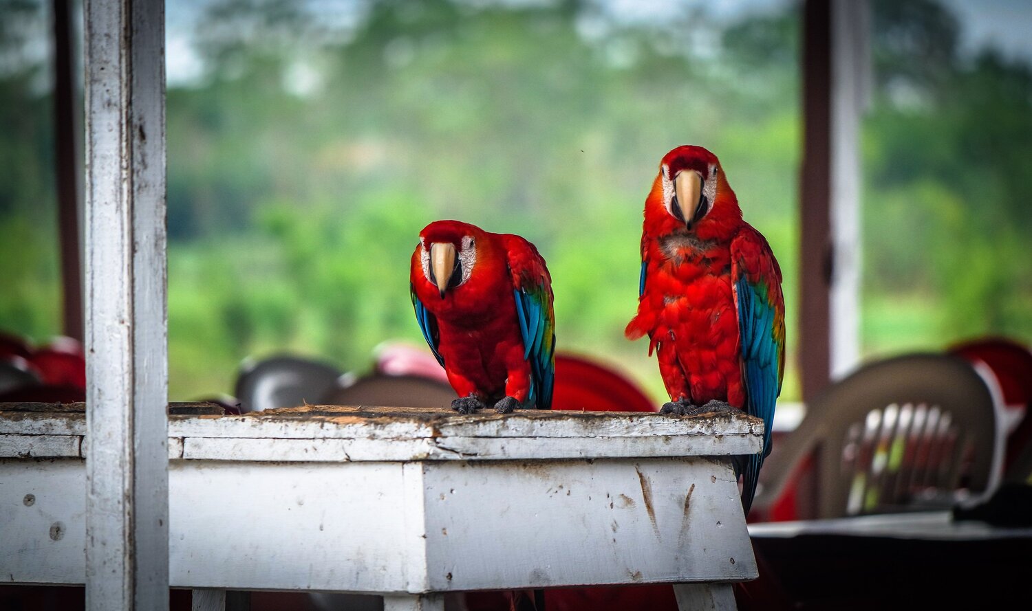 The colours of Amazon Forest