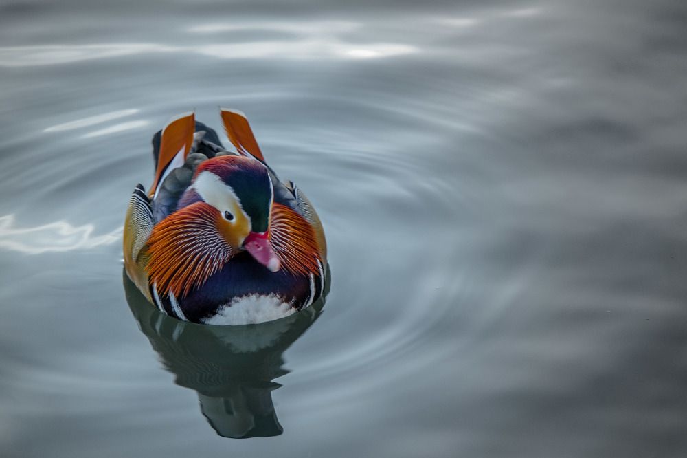 The duck and the lake