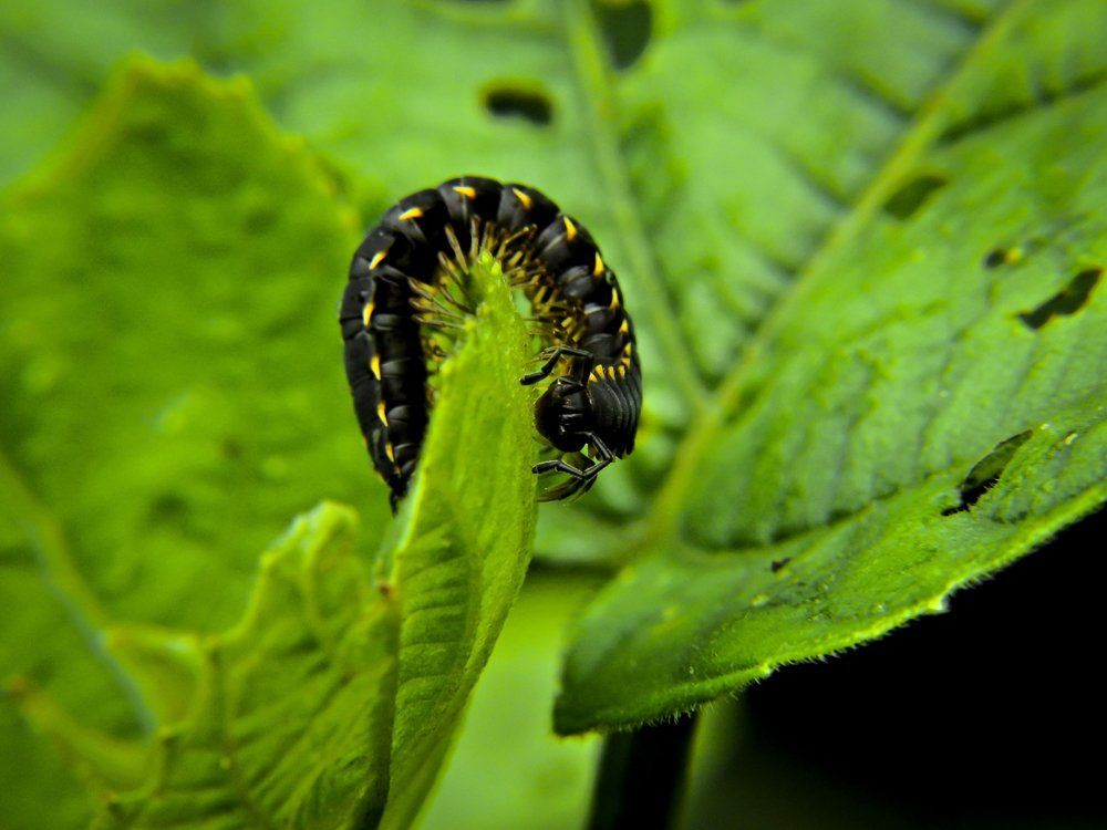 Photograph by Bidyut Dutta