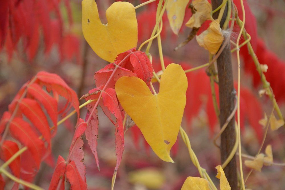 И с каждой осенью я расцветаю вновь.