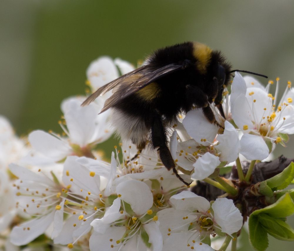 Нечаянный гость