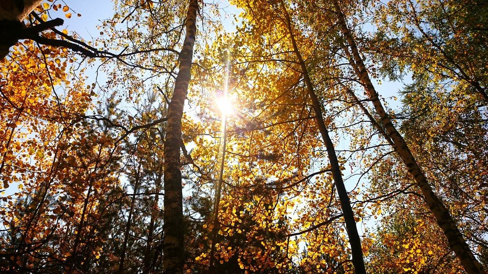 Осенний калейдоскоп