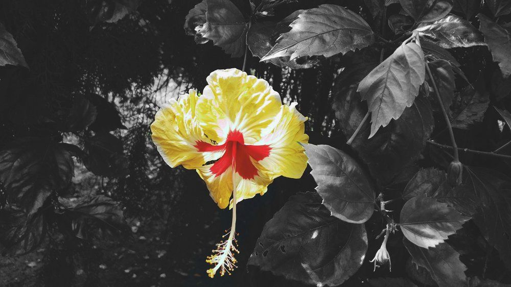 Hibiscus flower