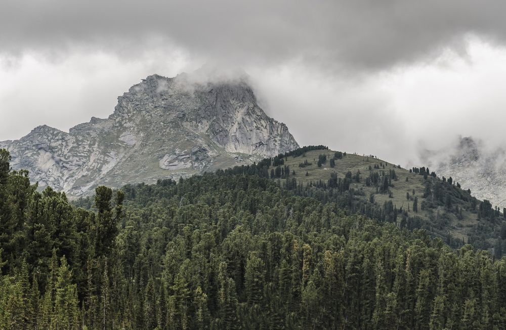 Пик птица в тумане