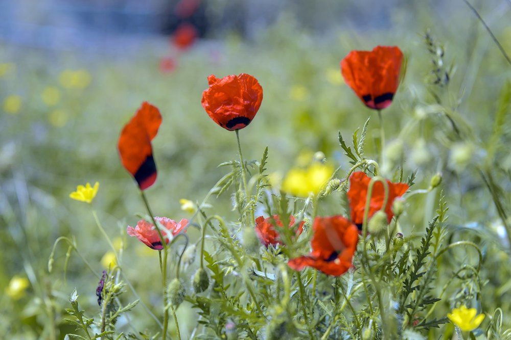Полевой цвет