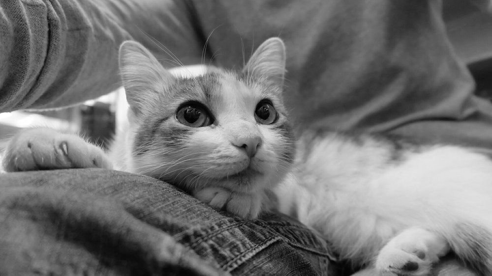 Photograph by Anna Pankratova