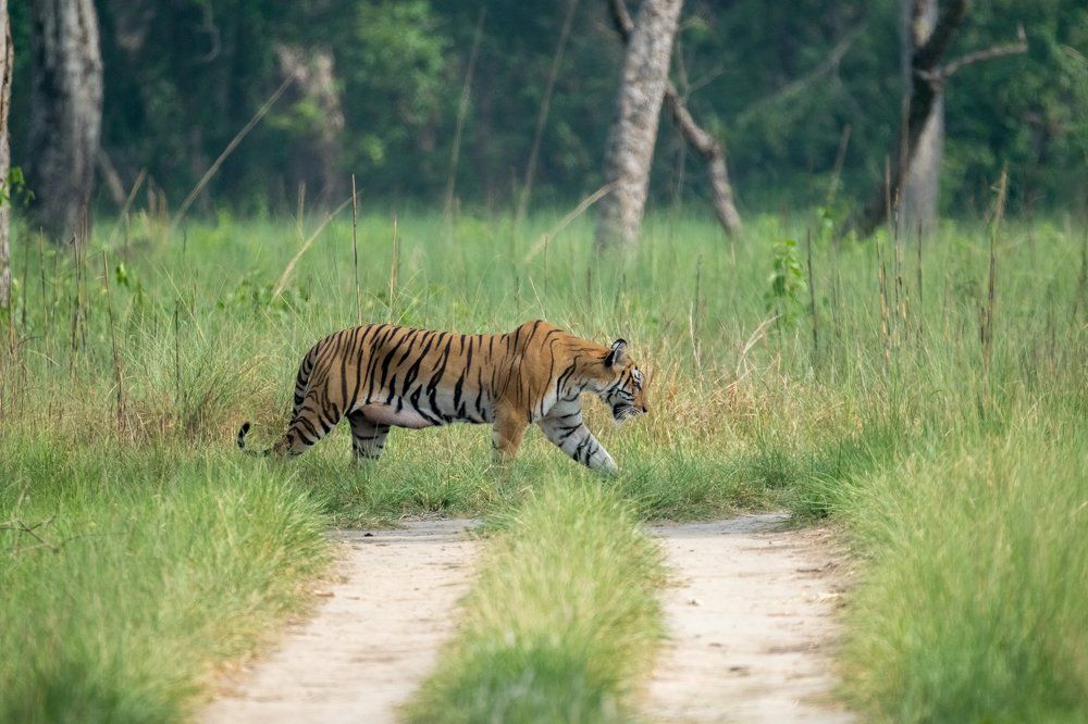 The pregnant tigress