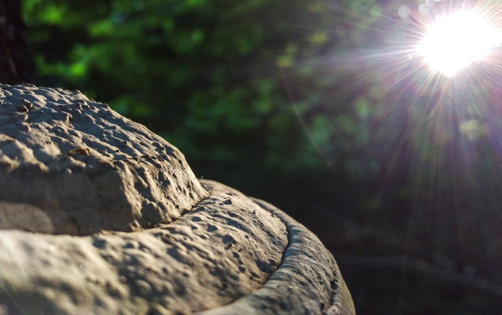 Закат в лесу