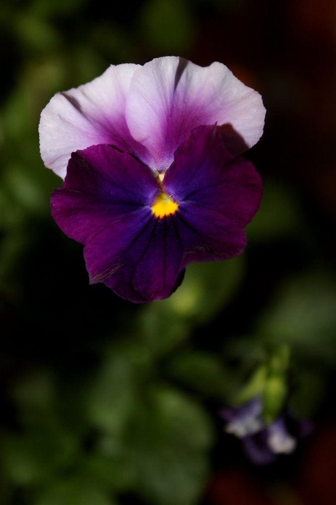 Красота, нежность, спокойствие