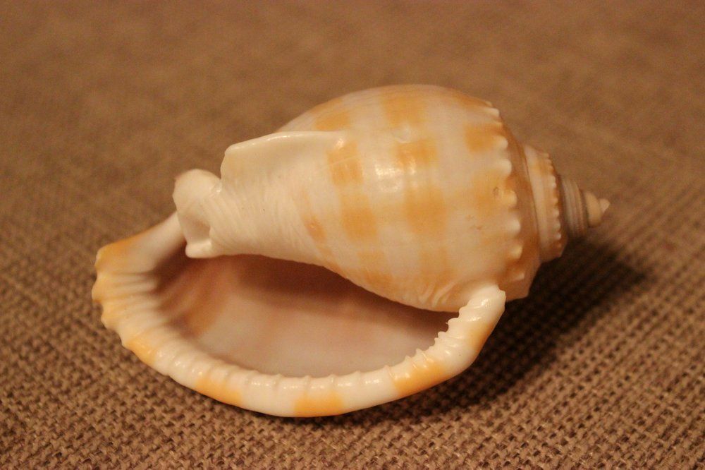 Прямо с берега моря...